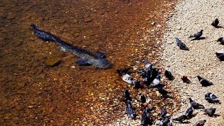 Catfish Grabs and Eat Pigeon by Catfish World [upl. by Rawlinson]