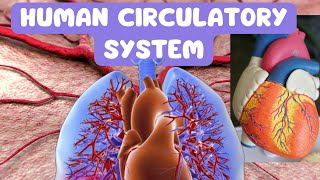 Human Circulatory System  Heart Arteries Veins and Capillaries Pt1 [upl. by Koby581]