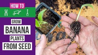 How to grow banana plants from seed at home 🌱🍌 [upl. by Suedama]