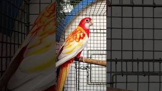 Colour full rosellas bird birds shortvideo shorts [upl. by Naeloj715]