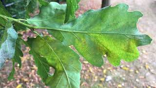 Sessile oak Quercus petraea  underside of leaf close up  July 2018 [upl. by Eitsim]