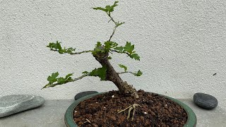 Shaping a Hibiscus syr quotDuc de Brabantquot in bonsai [upl. by Traggat]