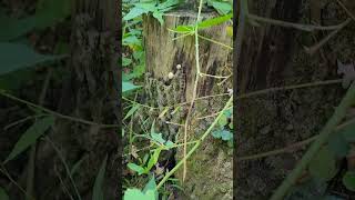 Lycoperdon perlatum  Common Pufball Mushrooms shorts nature fungi [upl. by Abagael]