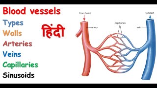 Blood vessels in hindi  types  arteries  veins  walls  capillaries  sinusoids [upl. by Nofpets712]