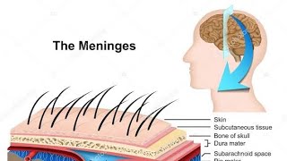 Meninges of Brain [upl. by Seiter770]