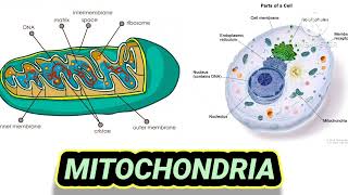 mitochondria  neet cell biology [upl. by Kaltman437]