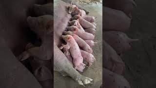 funnypets piglet pig animals food petvideos funnyanimals pigsofig minipigs piggy youtube [upl. by Linn]