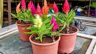 How to grow celosia from seedsসেলোসিয়ার বীজ থেকে চারা তৈরি পদ্ধতি [upl. by Cusack]