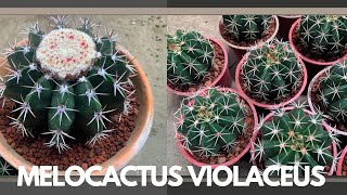 Melocactus Violaceus Planting Care Tips  Plant with me [upl. by Haila]