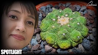 Cactus amp Succulent Spotlight  Copiapoa Hypogaea  Narrated by Cactus Caffeine [upl. by Oeramed710]