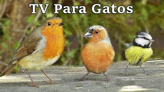 TV Para Gatos  Pájaros en Todas Partes [upl. by Isyad]