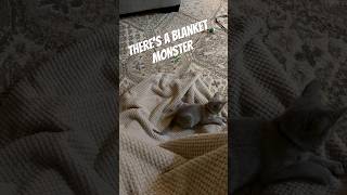 The Blanket Monster doesn’t stand a chance 😼👣 [upl. by Margot]