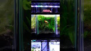 6ft Beamswork Aquarium Light Warning shorts fishkeeper fishtank aquarium fishkeeping petfish [upl. by Hairym690]