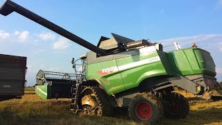 Fendt 5255 L MCS  Rice Harvest [upl. by Feer397]