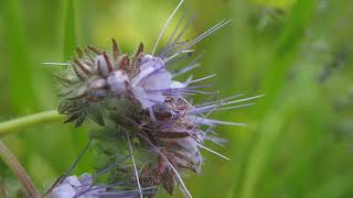 Phacelia tanacetifolia [upl. by Asital]