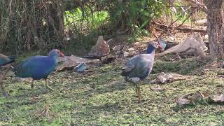 Greyheaded Swamphen 26 11 24 S Knld Rd 4 [upl. by Helms]