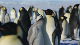 Nature Animal Sounds  Baby Emperor Penguin Chick Chirping [upl. by Alejandrina]