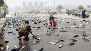 Fish Rain The Most Unbelievable Types of Rain on the Planet [upl. by Lorenza]