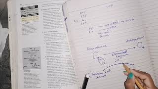 Deoxyribonucleotide synthesis nucleotideMetabolism biochemistry [upl. by Dolphin314]