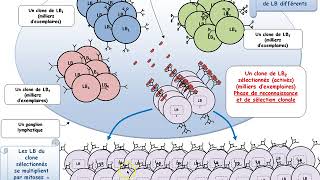 TSBilanChapitre21  La réponse immunitaire adaptative la réponse à médiation humorale [upl. by Ynafetse14]