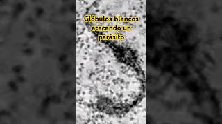 🔴⭕⚪Glóbulos blancos atacando un parásito⚪⭕🔴 biology science microscope animals [upl. by Diena]