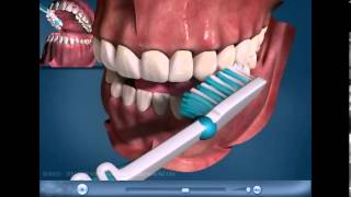 Educational Dental Videos  Toothbrushing [upl. by Bozuwa270]