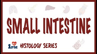 Small Intestine Histology [upl. by Edwina834]