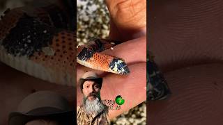 Searching for a baby snake molinarosnakelab hognose snake shorts fnaf reptiles snakebreeding [upl. by Irmina]