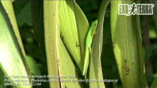 Exo Terra  Madagascar Phelsuma dubia Phelsuma pusillalineata complex [upl. by Niamrej612]