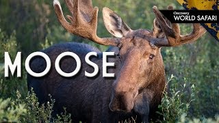 Moose Use Their Antlers to Channel Sound [upl. by Africah]