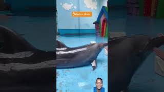 dolphin dolphinlove cute swimming dolphine animals lovedolphins song musalaskar4797 [upl. by Nawuq]