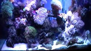 80 gallon reef aquarium  fish tank [upl. by Llewoh]