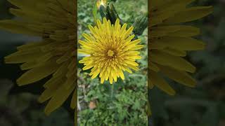 Sonchus oleraceus flower plant [upl. by Dagall]