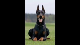 Doberman dog facts in Telugu  Taju logics  sorry for late upload [upl. by Kip661]