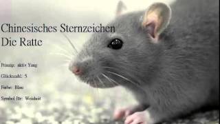 Chinesisches Sternzeichen die Ratte und ihre Eigenschaften Ratten sind geborene Familienmenschen [upl. by Pahl]