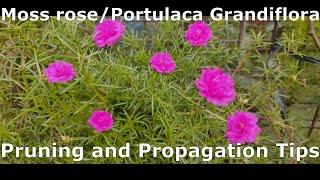 Moss RoseVietnam RosePortulaca Grandiflora Pruning and Propagation [upl. by Mutat]