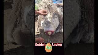 Ostrich laying an egg🥚  ostrich bird laying eggs  🥚 ostrich egg shorts [upl. by Yelahc]