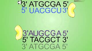 Antisense RNA technology [upl. by Notsua264]