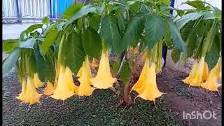 Τρομπέτα Των ΑγγέλωνAngel Trumpet Flowers Brugmansia Suaveolens [upl. by Ainex]