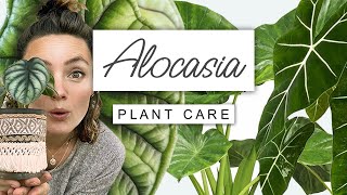 Alocasia Plant Care Guide 🌱 Care TIPS For Elephant Ear [upl. by Emmet577]