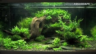 Aquascaping  The Art of the Planted Aquarium 2013 XL pt2 [upl. by Anihc]