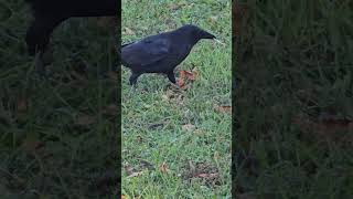 Crow caching 101 short birdwatching crow [upl. by Shaper]