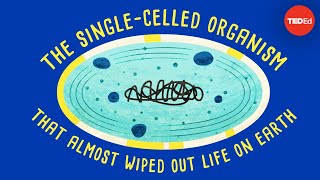 How a singlecelled organism almost wiped out life on Earth  Anusuya Willis [upl. by Enitsirhc]