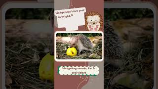 Hedgehog facts and videos [upl. by Nowahs]