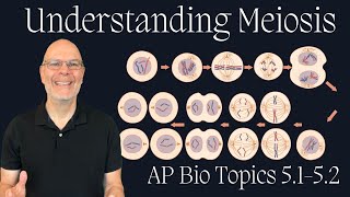 Everything you need to Understand about Meiosis for AP Bio Success Topics 51 and 52 [upl. by Eiramnaej]