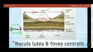 RETINA  Macula lutea  Fovea centralis  Optic disc  Blind spot  Lamina cribrosa  Dr SAM [upl. by Rattan401]