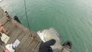 Fishing Off Weipa Jetty [upl. by Barta561]