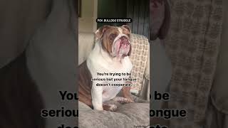 Please tell me its not true😂🐕✨️ shorts bulldog englishbulldog [upl. by Warford]