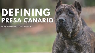 THE PRESA CANARIO REVEALED A FASCINATING ADVENTURE [upl. by Begga125]