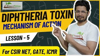 Diphtheria toxin mechanism of action  mode of action [upl. by Arhna]